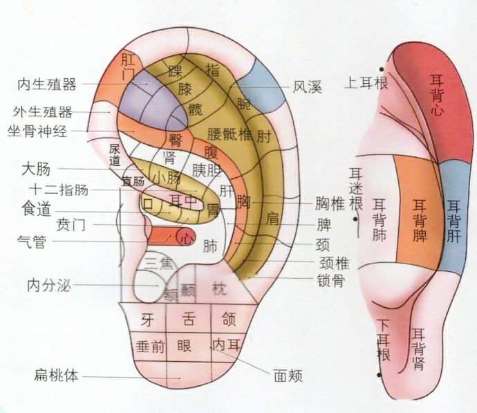 耳朵—养生丹