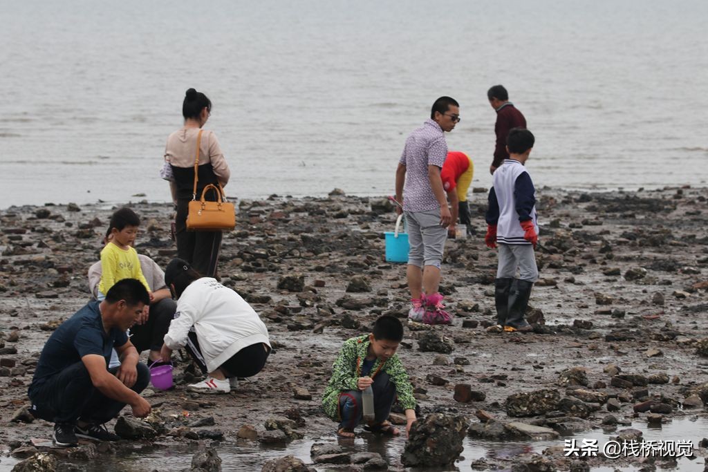 青岛:端午假日带孩子胶州湾赶海乐