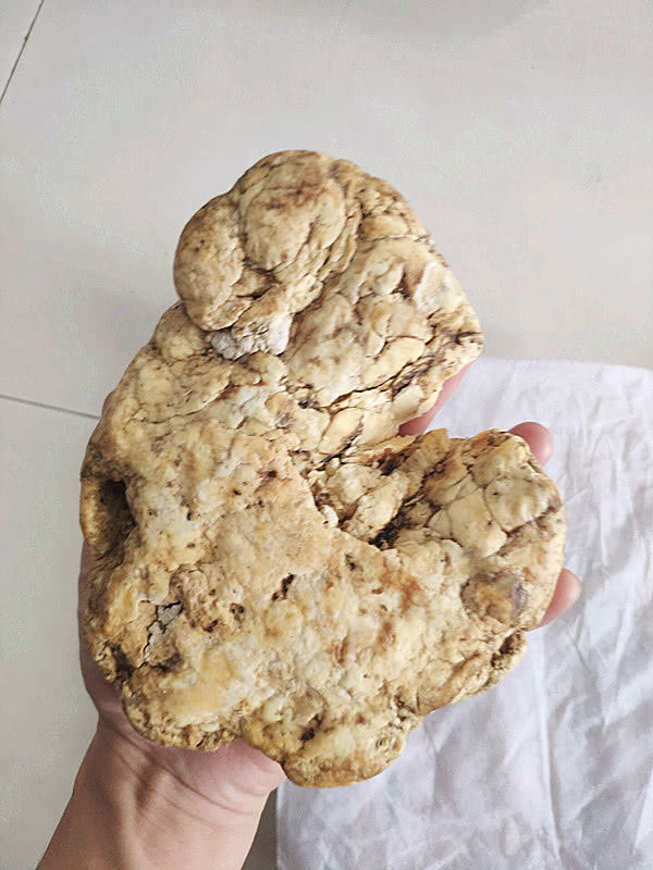 鲸鱼的粪便量有多大 a29bda68627846298e3f158e16f277bf.jpeg