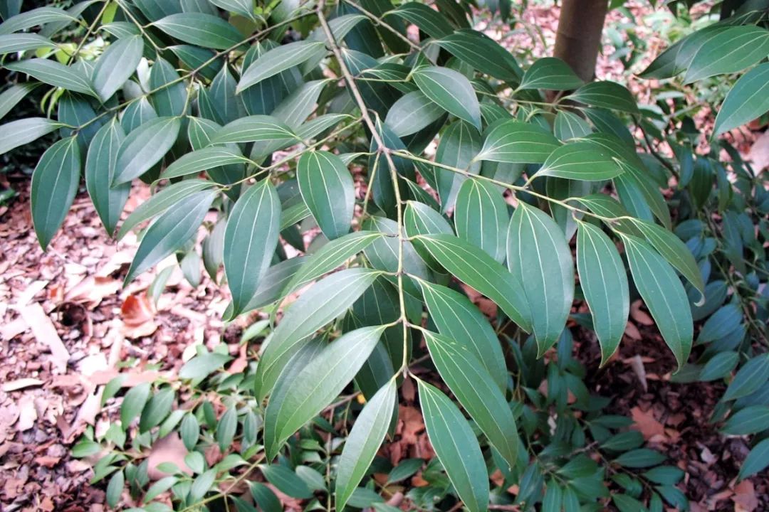 背景 壁纸 绿色 绿叶 树叶 植物 桌面 1080_720图片