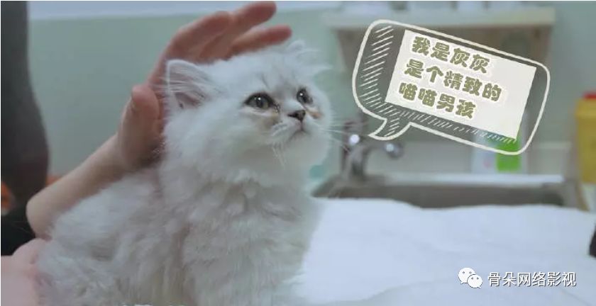 首檔寵物+醫療真人秀：寵物類綜藝不止賣萌丨《寵物病院》專訪 寵物 第5張