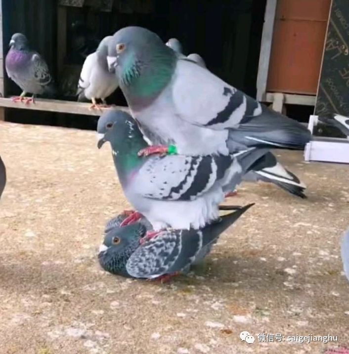 振翅什么什么 c69b67746ca64b60b7146fa4c78a8673.jpeg