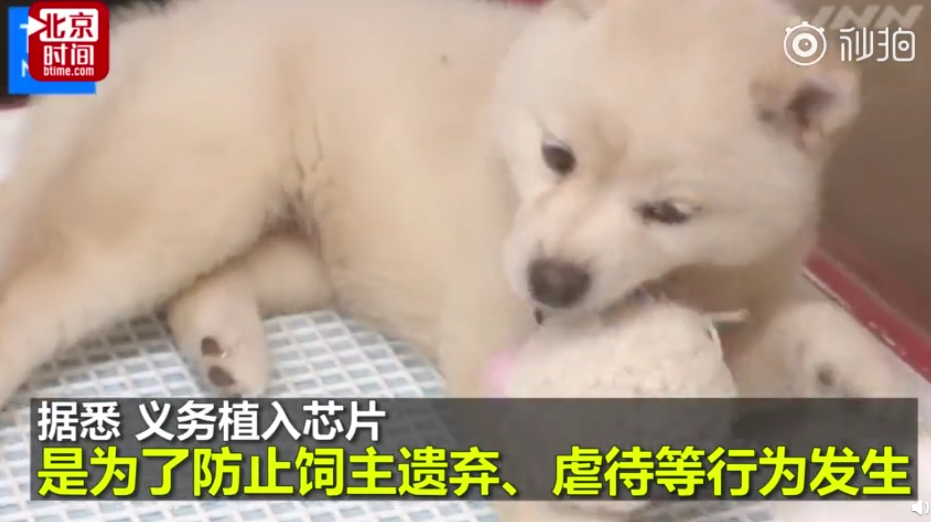 #日本劃定寵物需植進晶片#  防止飼主拋棄凌虐 違者最長禁錮4年 寵物 第2張