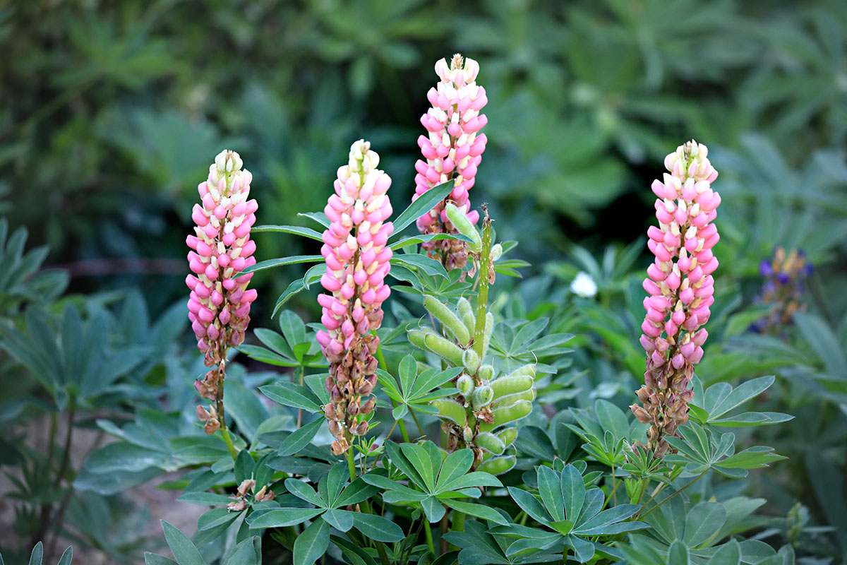西北师范大学老校区印象记