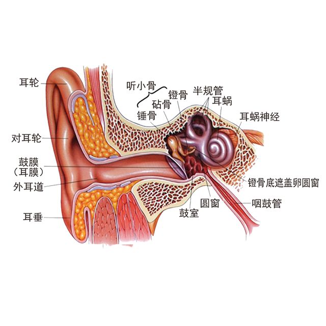 "分泌性中耳炎"