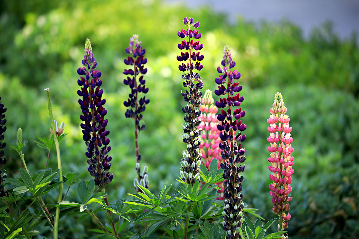 西北师范大学老校区印象记