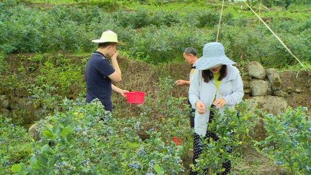 蓝莓采摘这家人气爆棚的蓝莓园端午约起啊