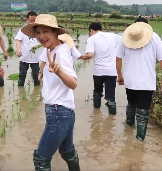 原创童蕾穿雨靴插秧被指作秀,资深老农表示插秧需赤脚入水入泥