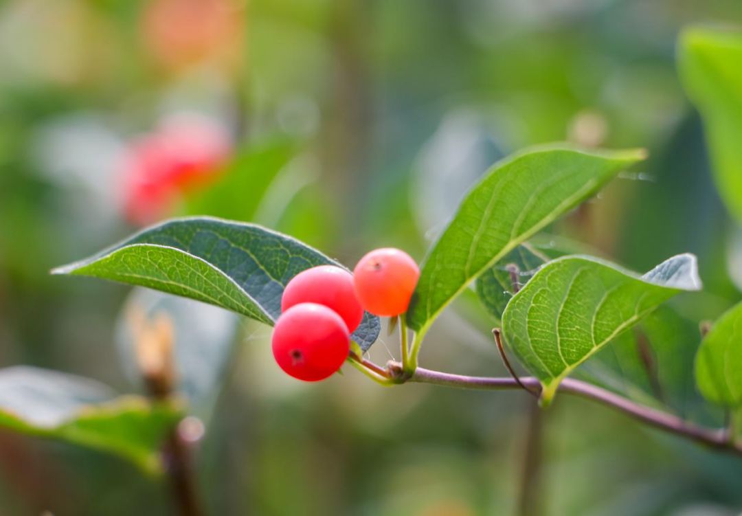 "魅力中药"第三届药用植物摄影大赛圆满结束