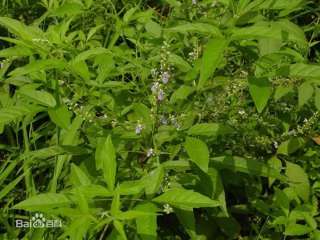 惠州一网友家的客家天然碱水粽居然是用布荆树做成的