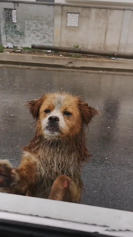 工地赡养的流浪狗,得知工人离开时,站在雨中送别,网友:真感人