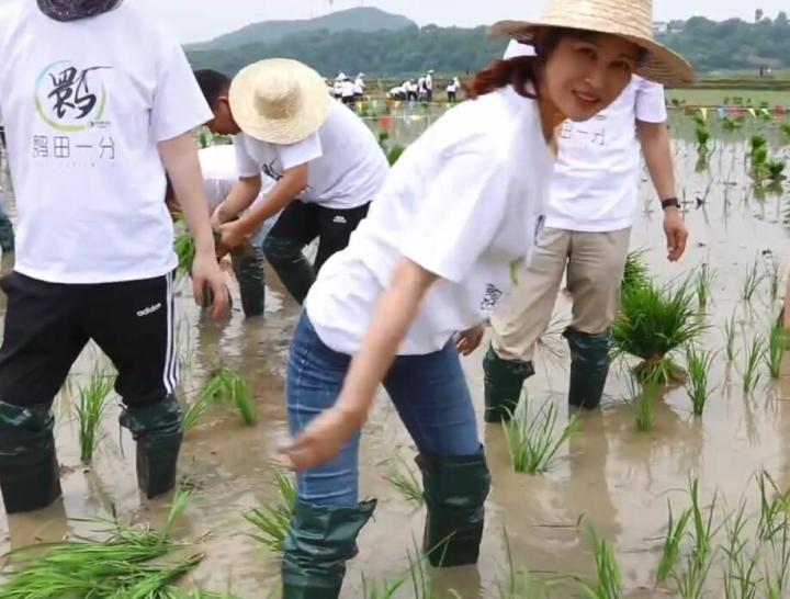 原创童蕾穿雨靴插秧被指作秀,资深老农表示插秧需赤脚入水入泥