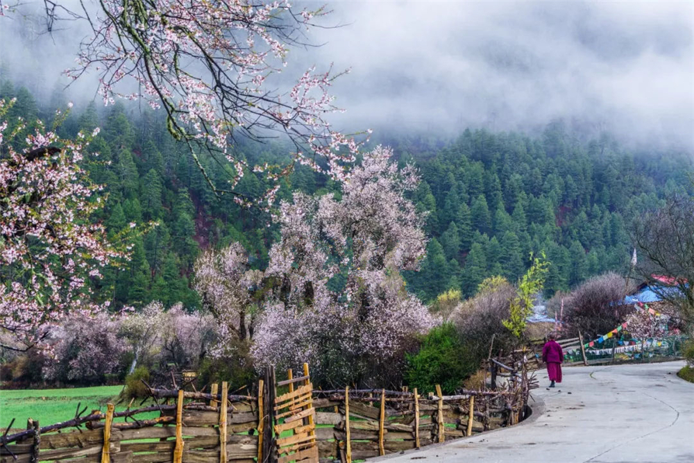 川躲線上中國最大的桃花谷，連成30公里的花海，最大樹齡680年 旅遊 第8張