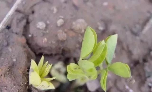 花生的猪肉,春夏一生v花生!花生小排谁家的好吃图片
