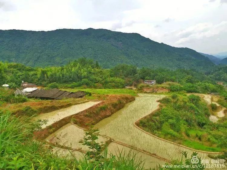 屏山杨梅村,是大田唯一以水果命名的村庄!