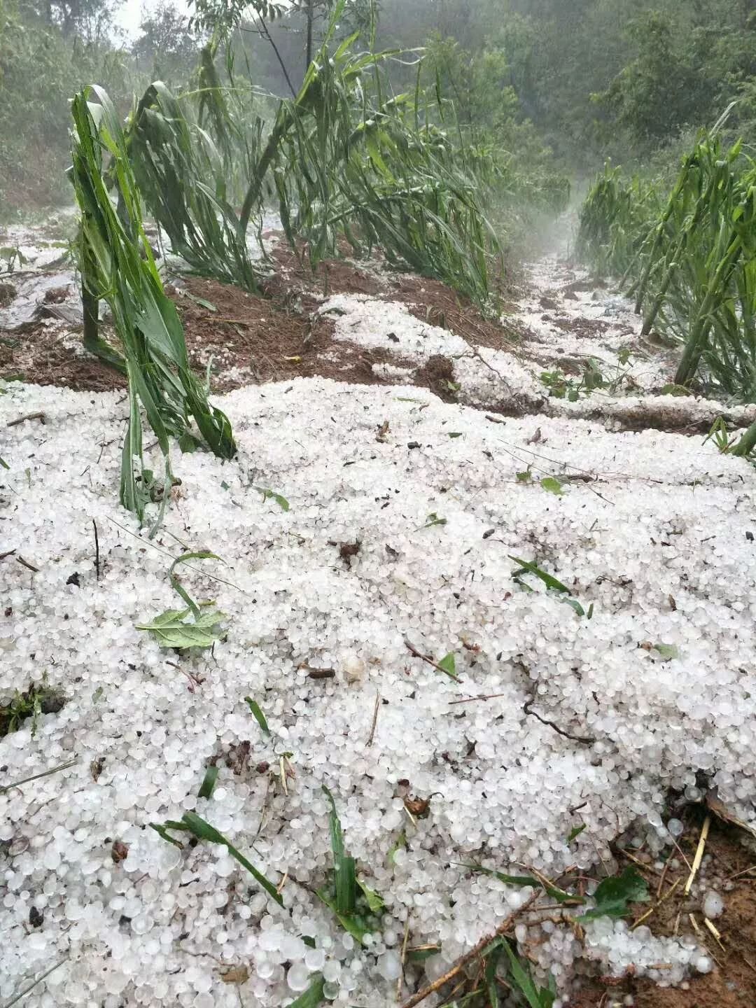 曲靖这个地方发生特大冰雹灾害 损失惨重.