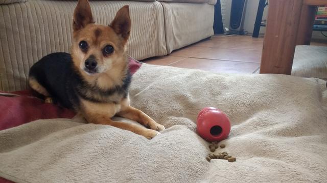 狗为啥喜欢撕纸 2a036c1f848c4e289732296a6440121e.jpeg