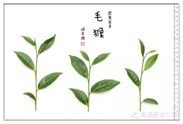 武夷岩茶    雀舌