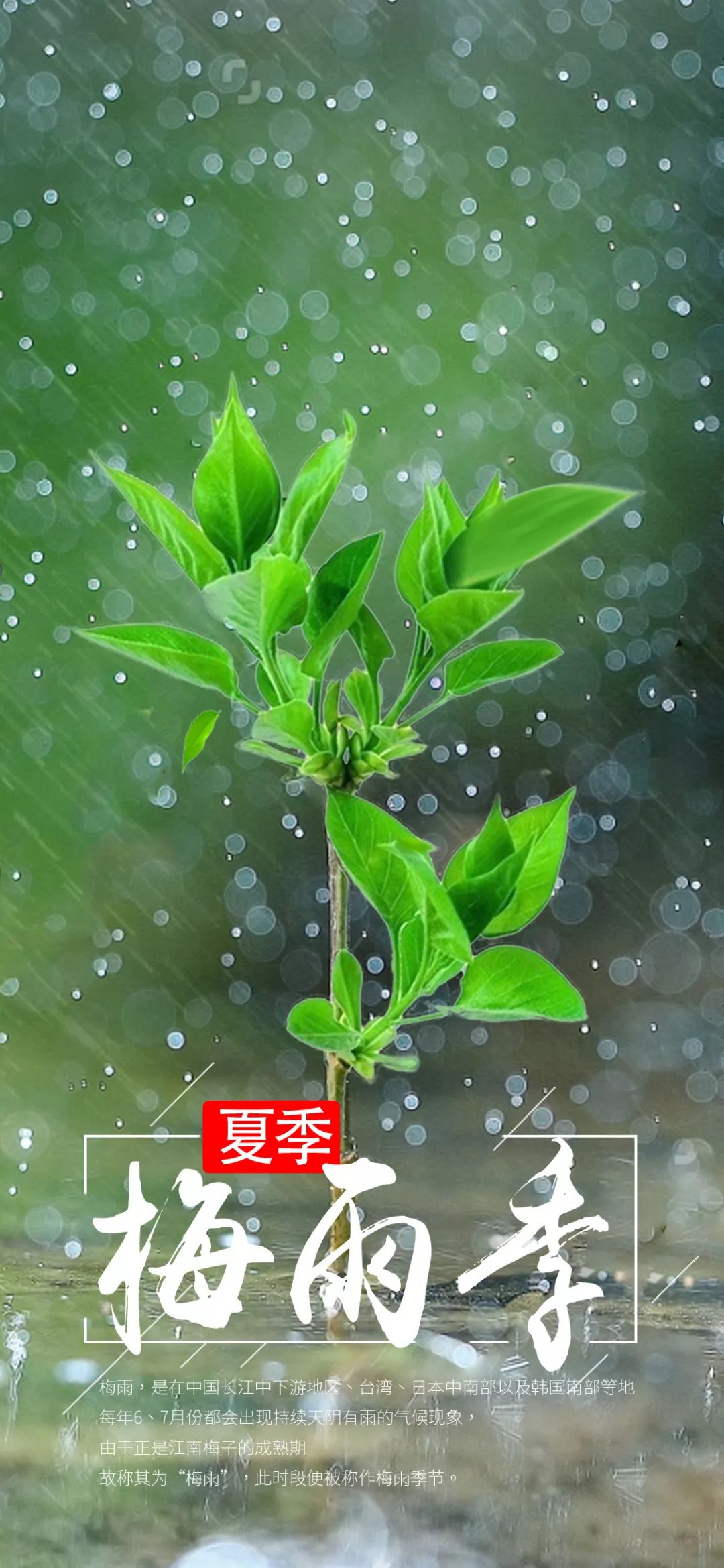 黄梅时节家家语猜一成语_黄梅时节图片