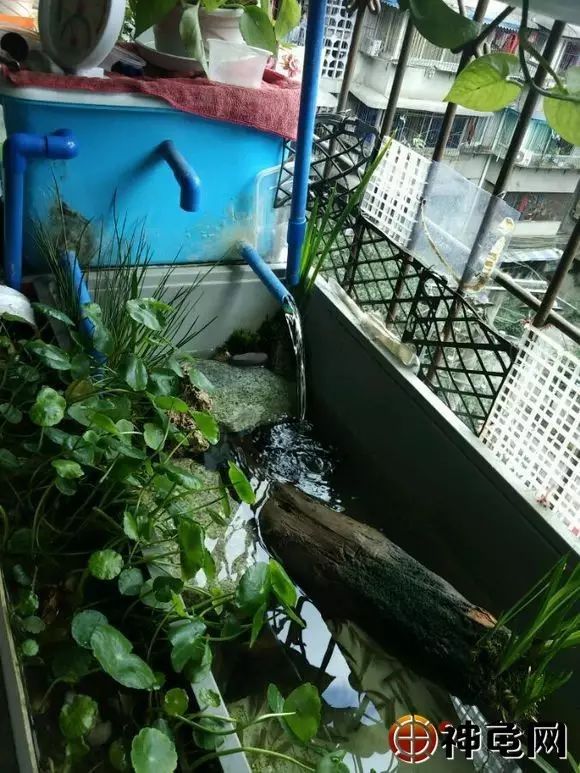玩家经典之作看看那些颜值破天的龟缸