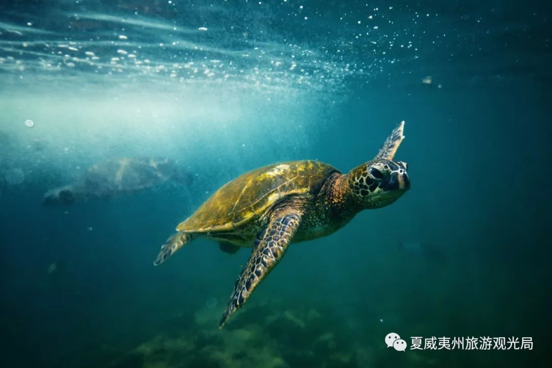 什么时候是世界海洋日 383e416ab0e943f6a962d40e43057a99.jpeg
