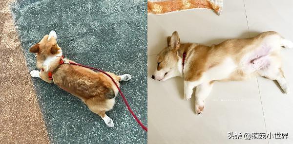 柯基犬懒癌末期,散步到一半就躺地累瘫,饲主沿路抱回家