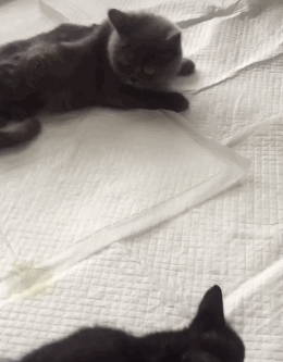 壁纸 动物 猫 猫咪 小猫 桌面 260_333 竖版 竖屏 手机 gif 动态图 动