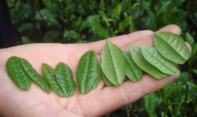 六安瓜片是哪个地方茶 40b780e2533a447eaf81e875b82f049a.jpeg