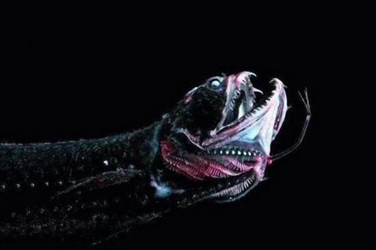 黑巨口鱼可能算是海洋中最自由的物种之一