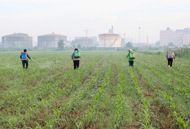 专用除草剂种萝卜 6cec8a77aa2742249a0b5ec8c453d935.jpeg