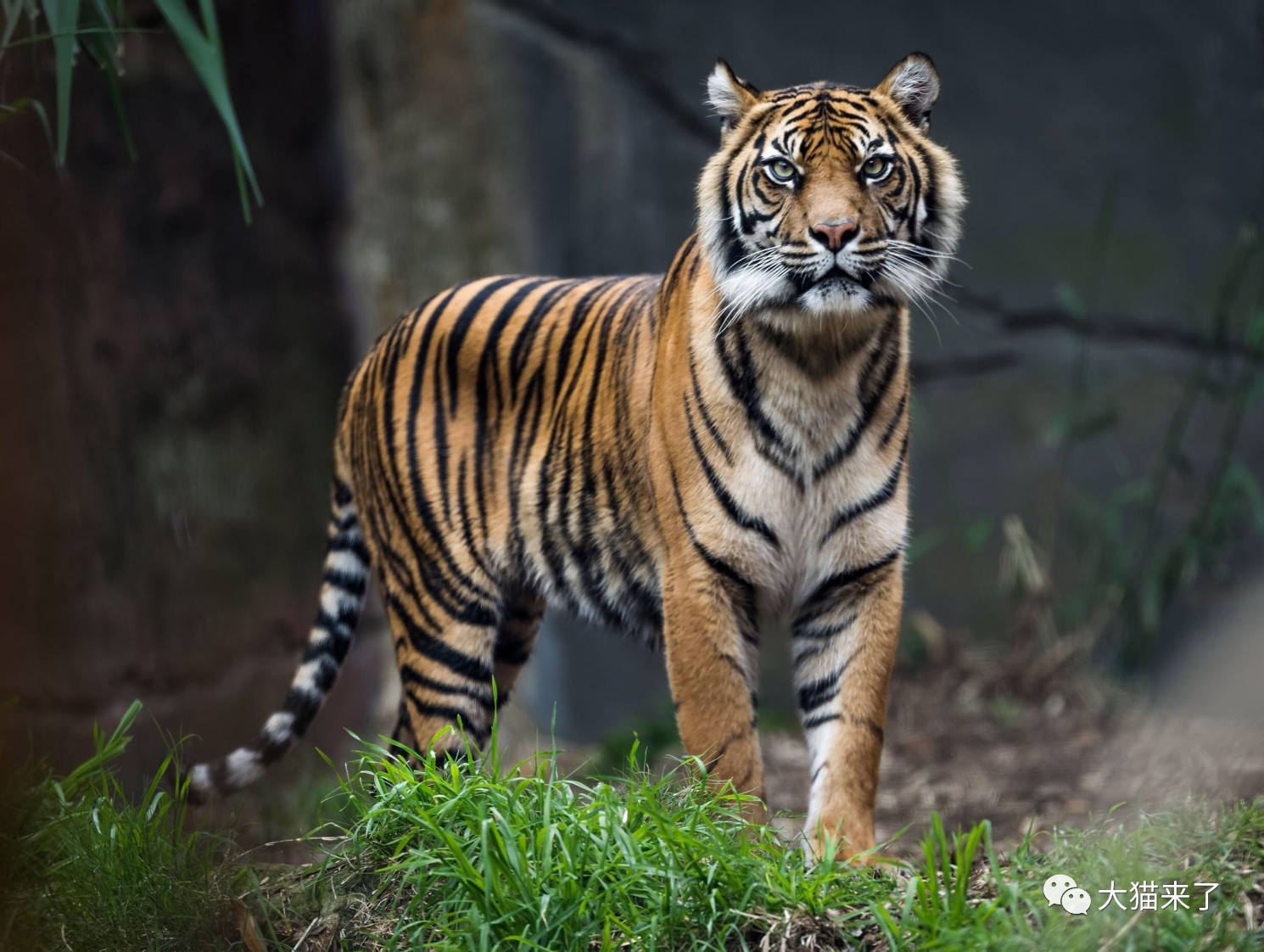 原创动物园接连发生饲养员被老虎袭击事件,老虎的兽性究竟有多强?