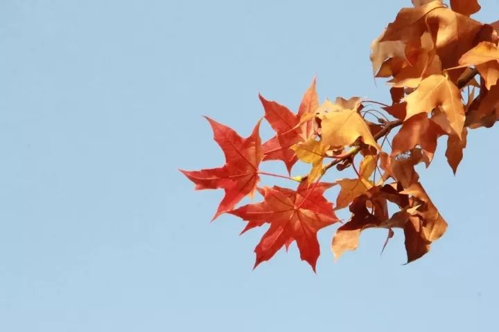 ڴƼѧ