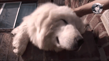 原創
            狗狗把本身當「明星」，擺姿態微笑跟人合影，感到很有架式兒 寵物 第5張