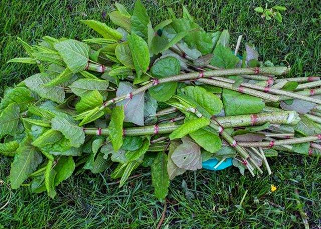 农村这植物叫"虎杖",对于咳嗽痰多有作用,遇见可以采摘一些