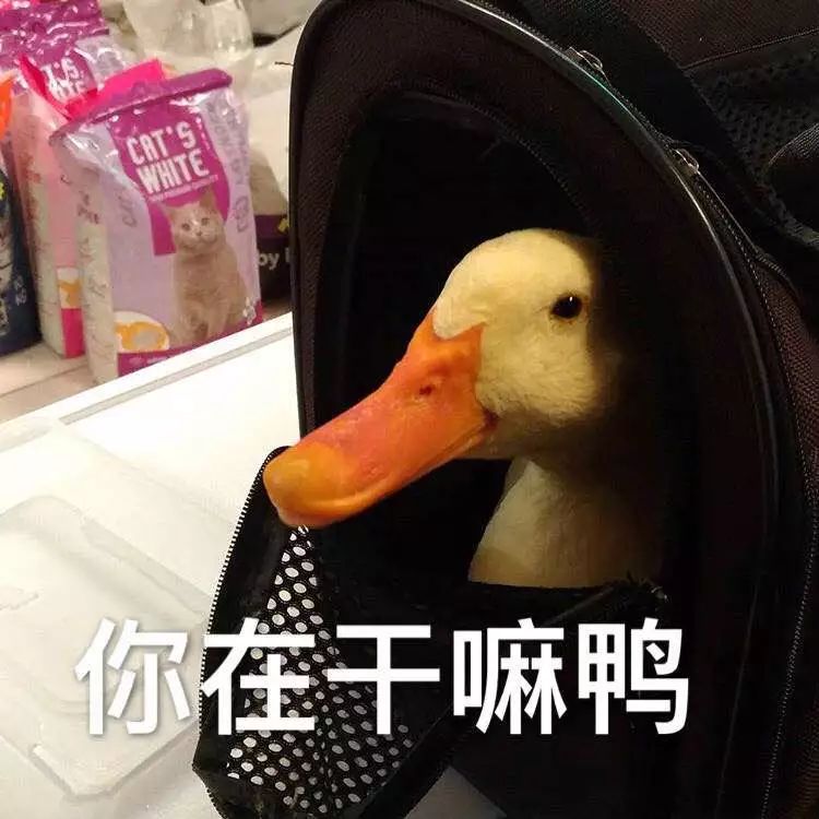 8b309fd3b3314c9896c442ddc8d1ea7c.jpeg
