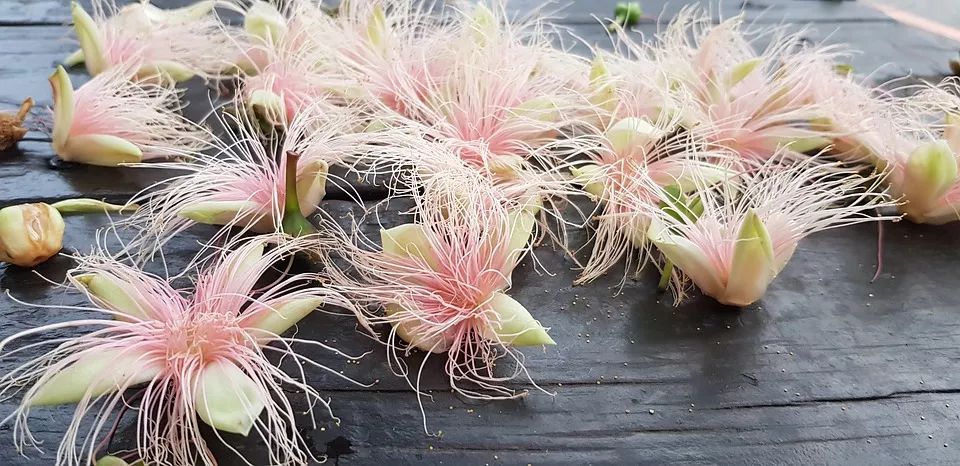 兰芝草油菜花外一首