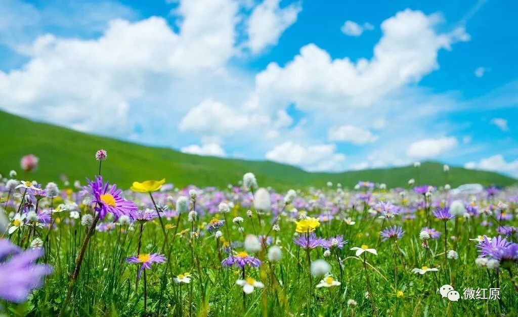 三万亩高原最美花海邀您来听花开的声音