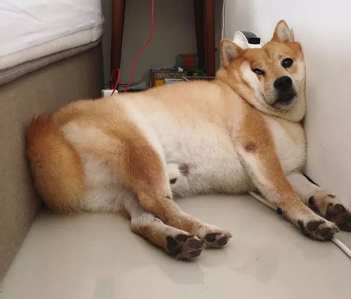 哈哈哈哈哈哈哈这只叫kenji的柴犬的睡相太好笑了3@不可钰 又想骗我