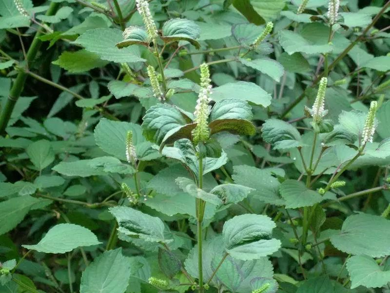 苏子植株