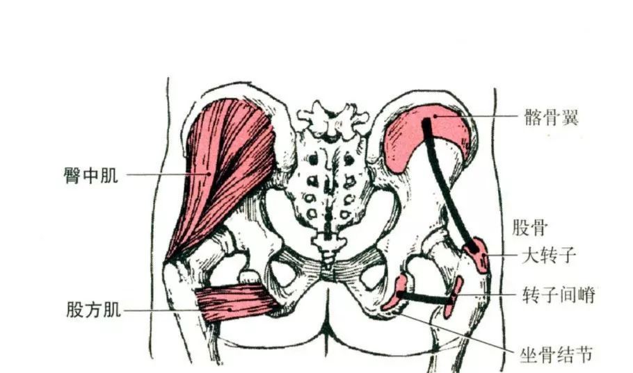从髂嵴前3/4开始,沿着髂骨外侧面斜向下拉,最后附着在大腿股骨大转子