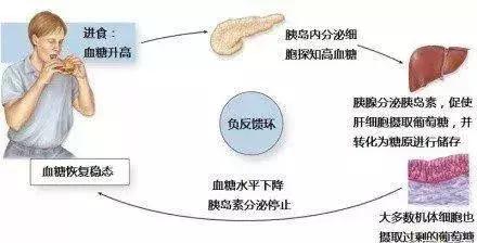 15.胰岛素与血糖调节