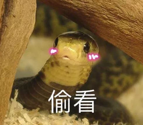 蛇是什么时间段出没的 cae265f5e16d4b028817062f6b4fad6a.jpeg