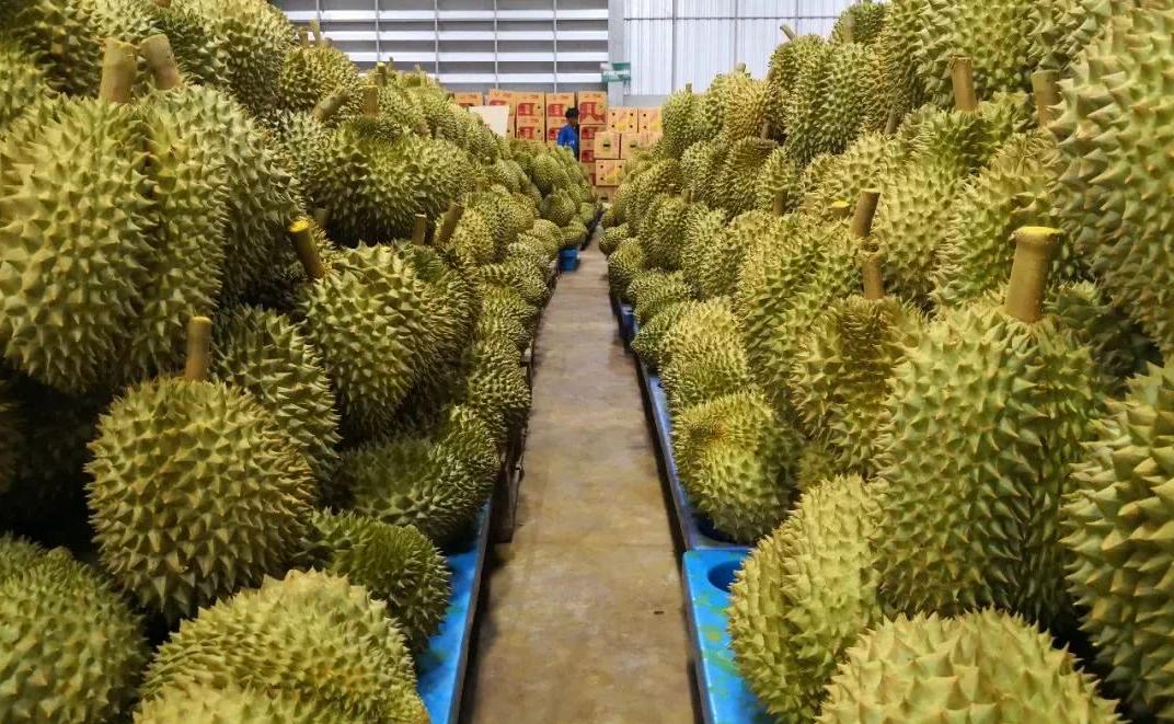 今年榴莲水果贵得离谱背后原因揭秘
