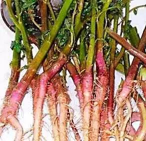 食疗药膳簕苋菜是啥用它的根茎绿豆水鸭等煲出的养生靓汤能和胃消食