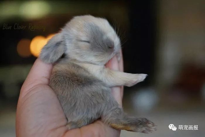 放在掌心里的小兔子,好萌好袖珍