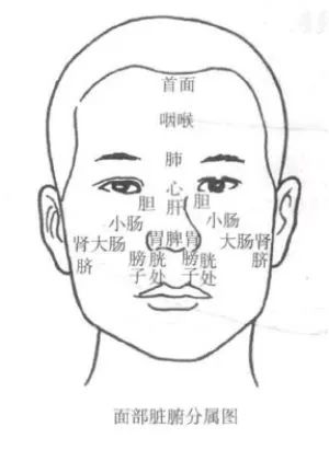 形成一本"脸书"并与各脏腑功能联系在一起将人体面部各个区域进行划分