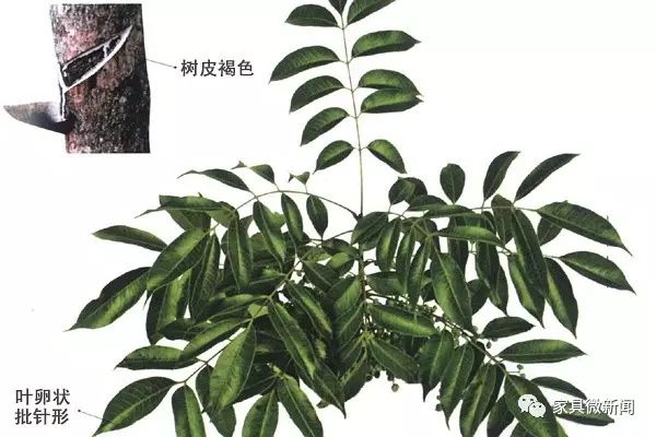 漆树的特征漆树是落叶乔木，树高可达20米。树叶呈椭圆形，初夏开黄绿色