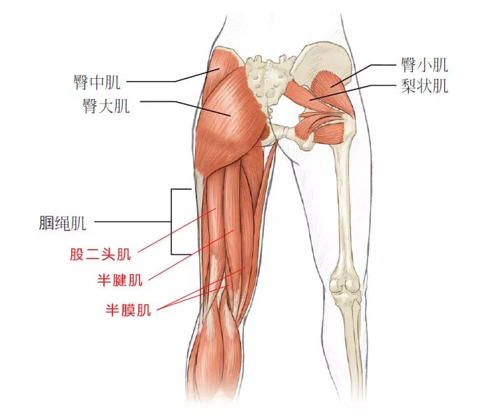 腘绳肌位于大腿后侧,是一组肌群而不是单独一块肌肉,由半腱肌,半膜肌