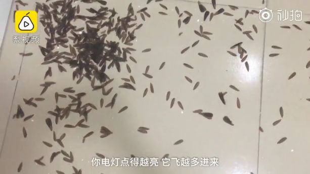 惊吓!福建暴雨过后大水蚁