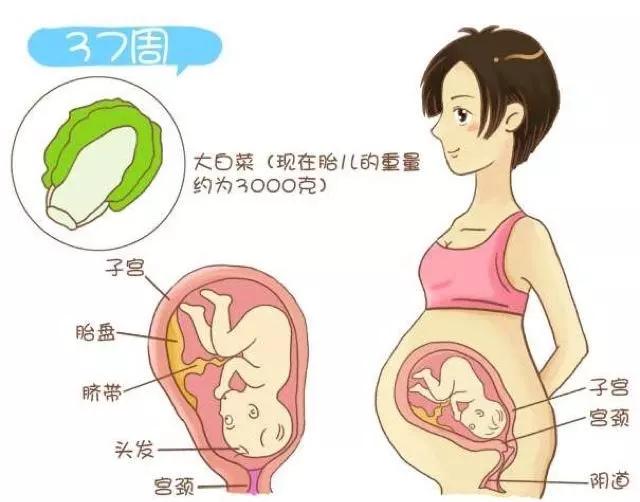 孕晚期胎儿什么时候会入盆